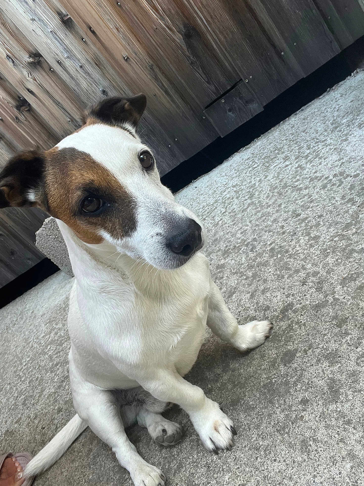 Jamon a rejoint le concours — aidez-le/la à gagner de superbes lots ! dog, jack_russell_terrier, pet, animal, sitting, white_fur, brown_patch, outdoor, concrete_floor, wooden_fence, paw, canine, looking_up, ears, tail, companion, cute, domestic, alert, friendly