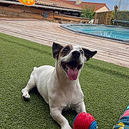 Jamon participe au concours pour gagner de l'argent avec cette photo : dog, playing, ball, artificial_grass, outdoor, pool, deck, sky, cloudy, happy, pet, canine, tongue_out, smiling, summer, backyard, house, leisure, daytime, fun