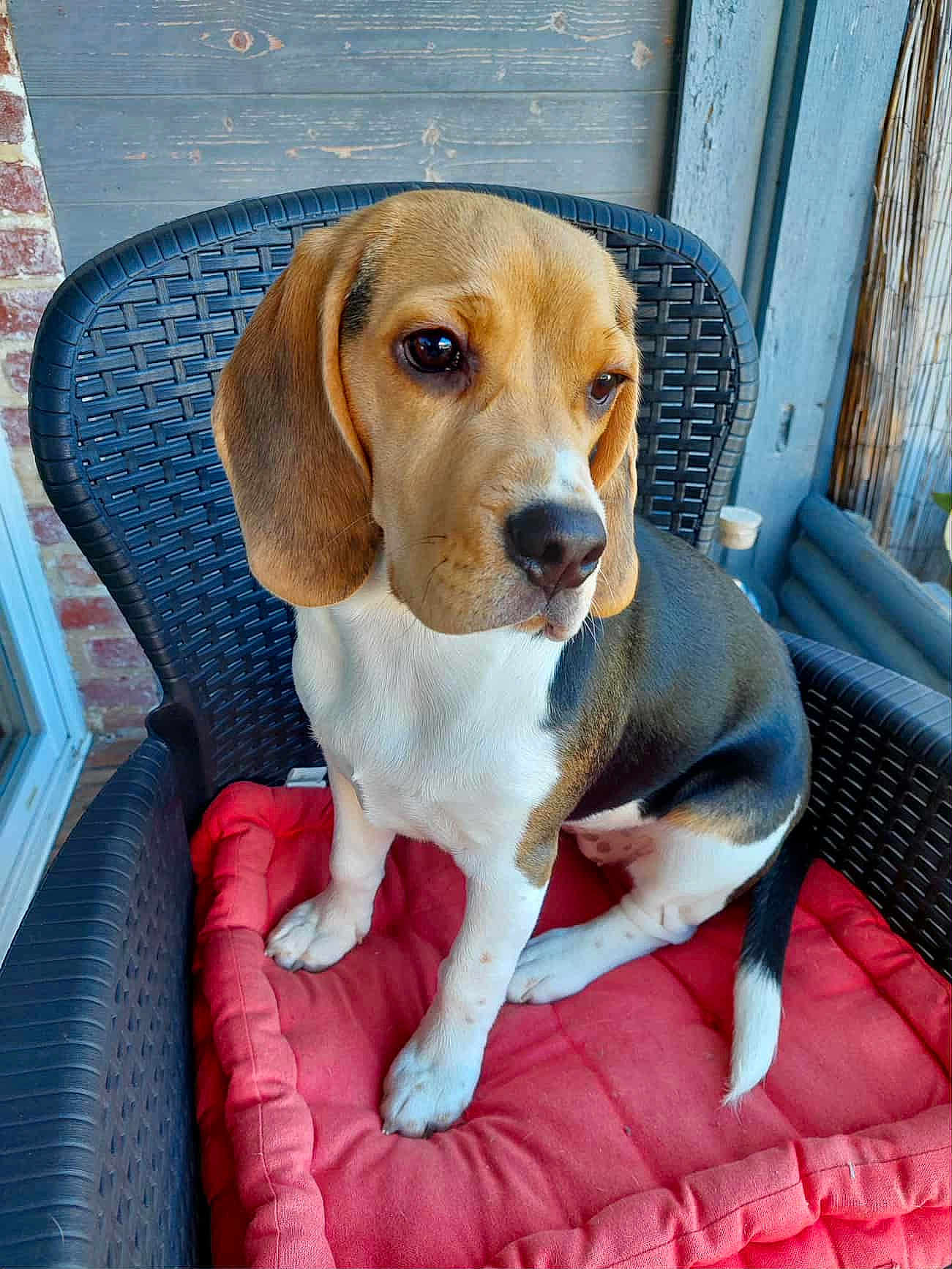 L'Ana a rejoint le concours — aidez-le/la à gagner de superbes lots ! animal, beagle, black, brick_wall, brown, chair, cushion, cute, dog, ears, fur, outdoor, pet, porch, portrait, puppy, red, sitting, white, wooden_panel
