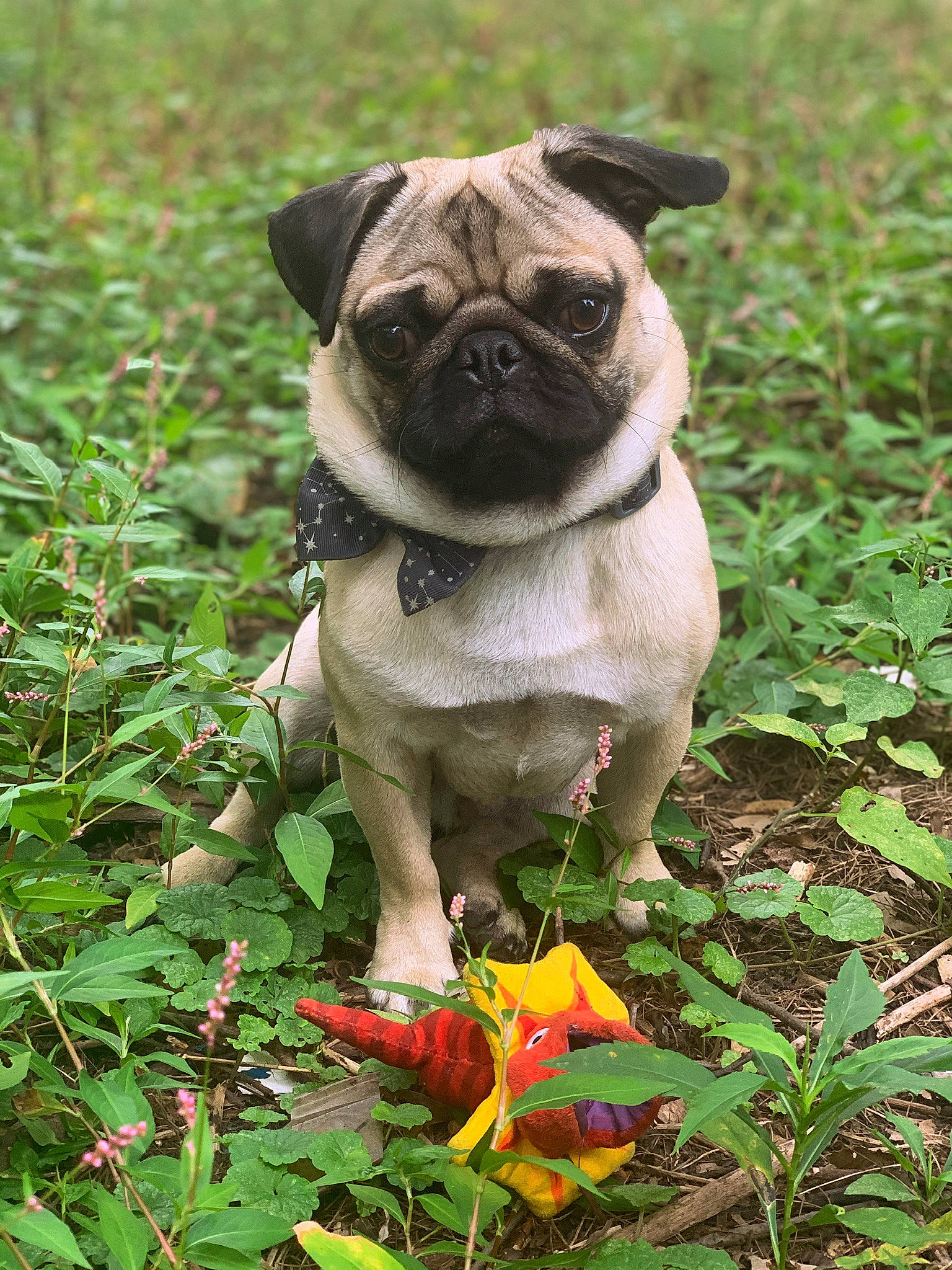 Simba joined the competition — help win amazing prizes! botany, canidae, carnivore, companion_dog, dog, dog_breed, fawn, flower, grass, green, groundcover, iris, leaf, plant, pug, snout, sporting_group, toy_dog, whiskers, wrinkle