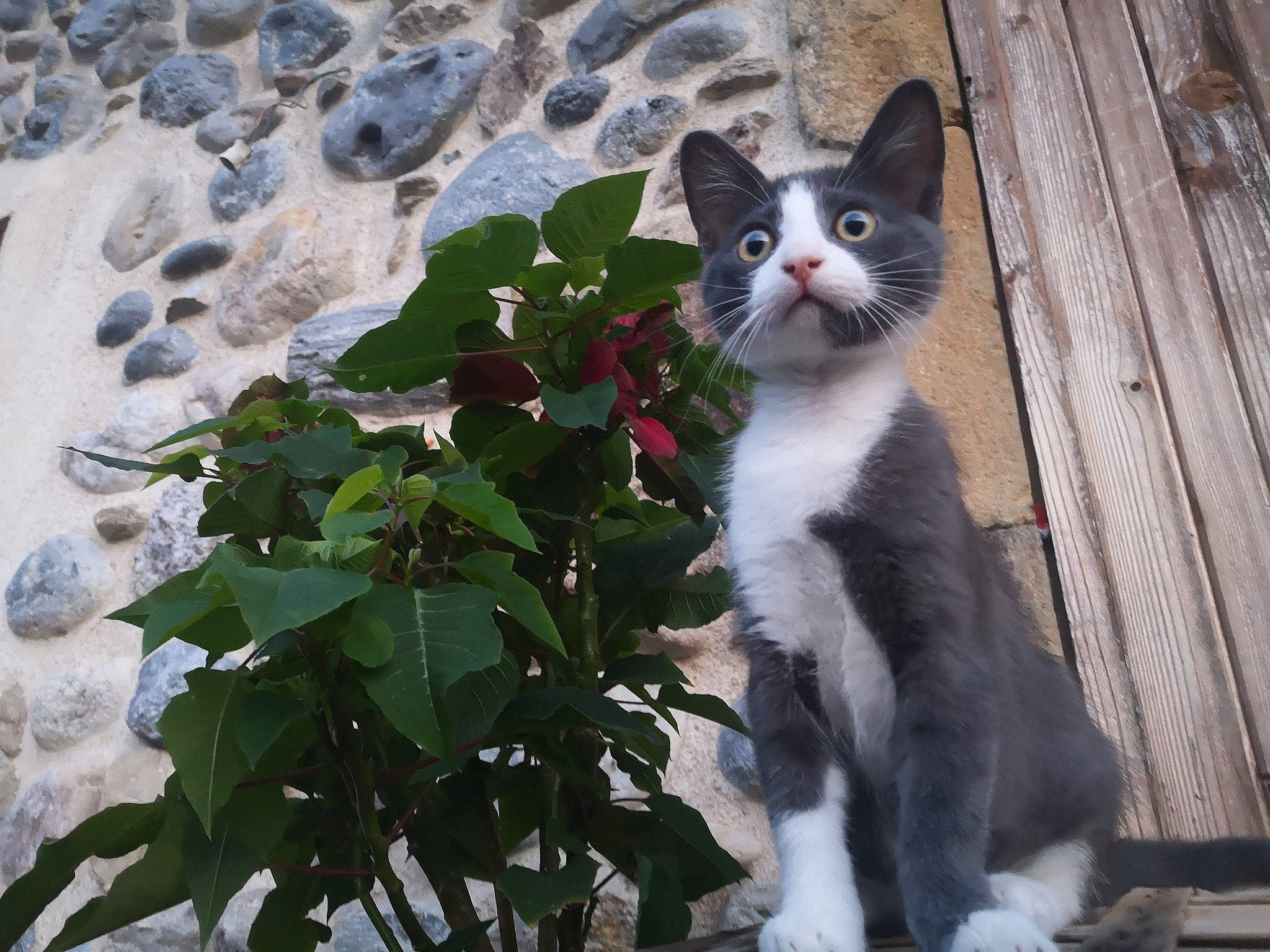 Pablo participe au concours pour gagner de l'argent avec cette photo : aegean_cat, american_wirehair, carnivore, cat, domestic_short_haired_cat, european_shorthair, eye, felidae, flower, kitten, norwegian_forest_cat, plant, polydactyl_cat, small_to_medium_sized_cats, tail, tree, whiskers