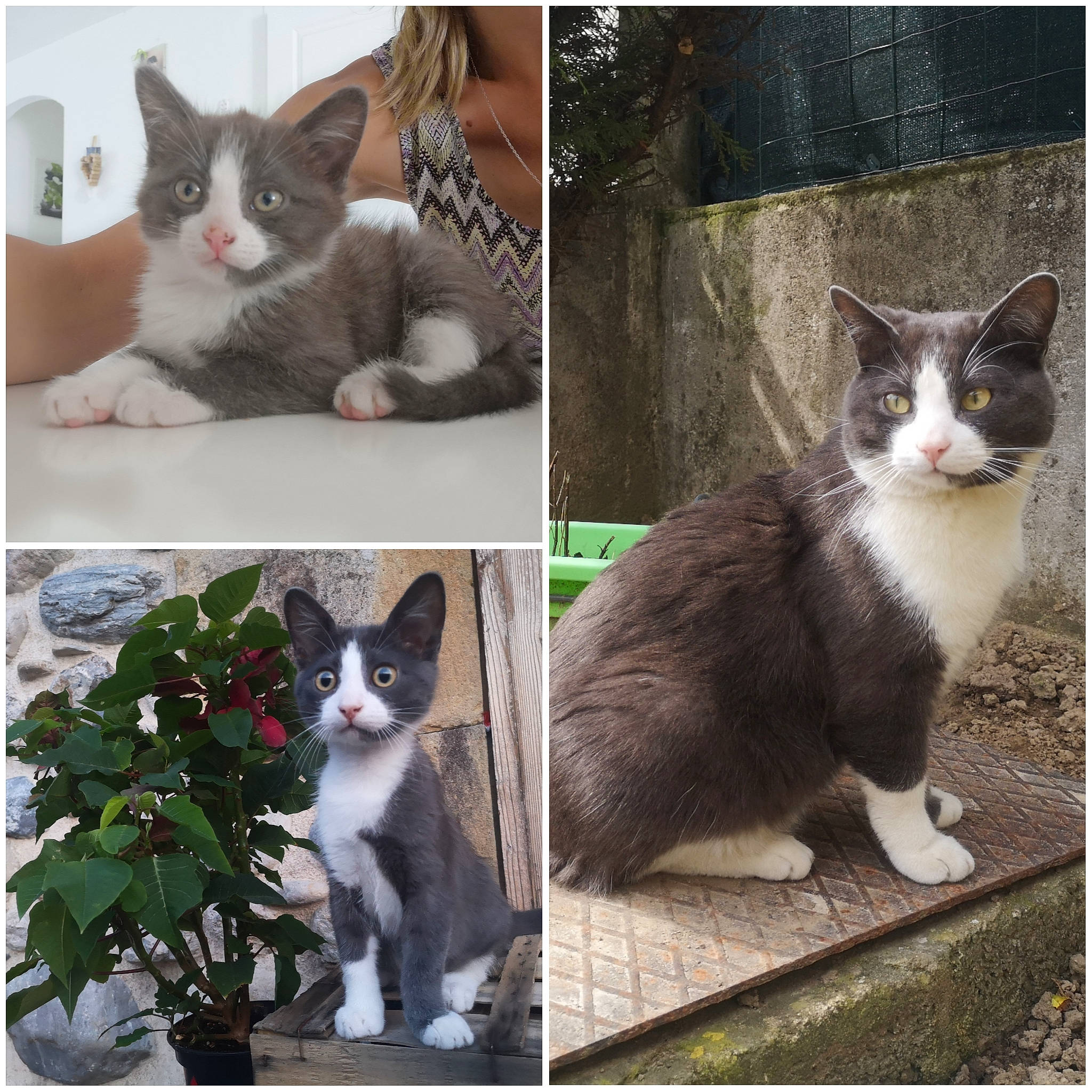 Pablo participe au concours pour gagner de l'argent avec cette photo : aegean_cat, american_wirehair, black_and_white, carnivore, cat, domestic_short_haired_cat, european_shorthair, felidae, kitten, mammal, photo_caption, polydactyl_cat, small_to_medium_sized_cats, snapshot, tail, whiskers, window