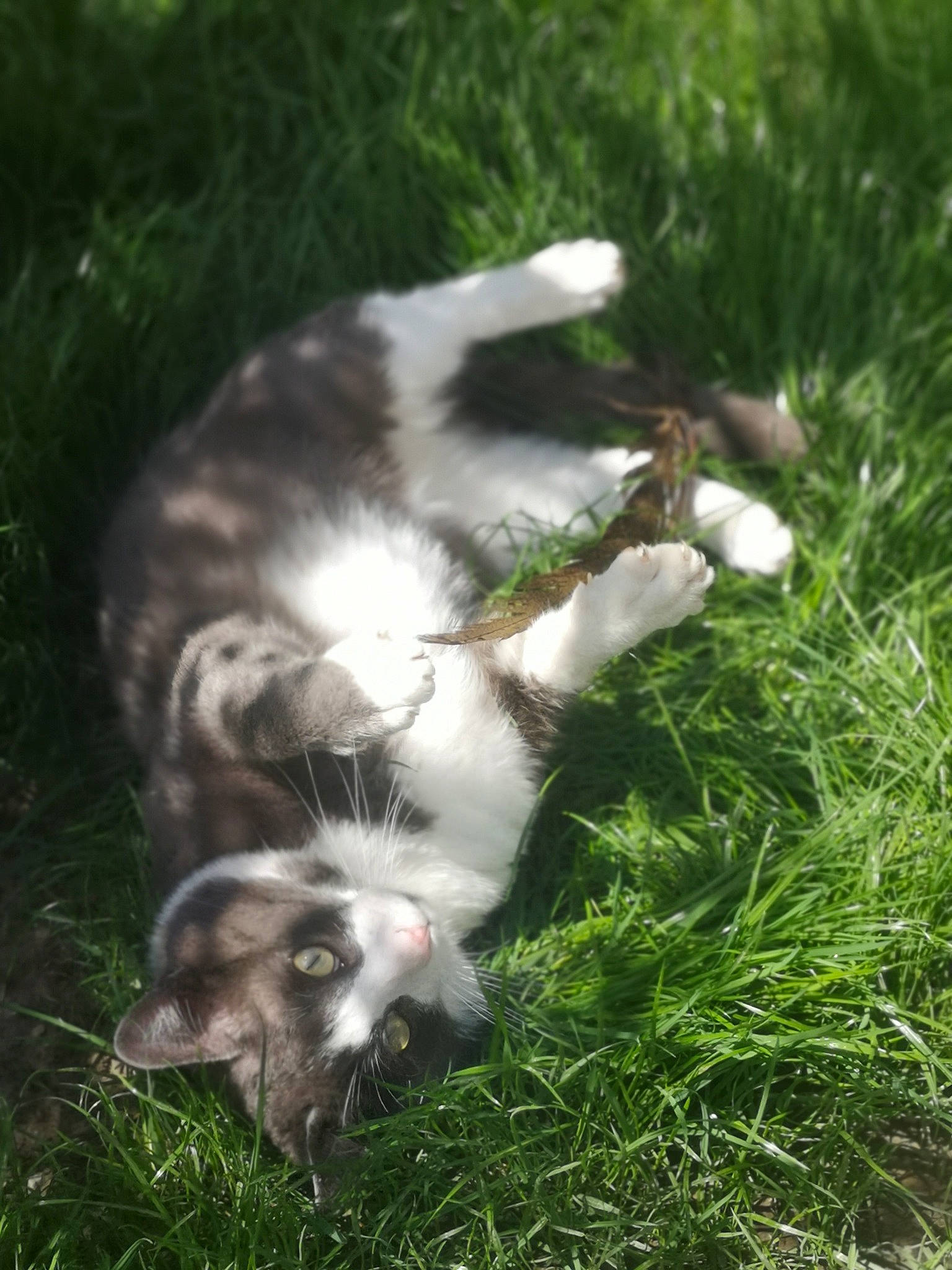 Pablo participe au concours pour gagner de l'argent avec cette photo : canidae, carnivore, cat, european_shorthair, felidae, grass, norwegian_forest_cat, plant, polydactyl_cat, small_to_medium_sized_cats, tail, whiskers