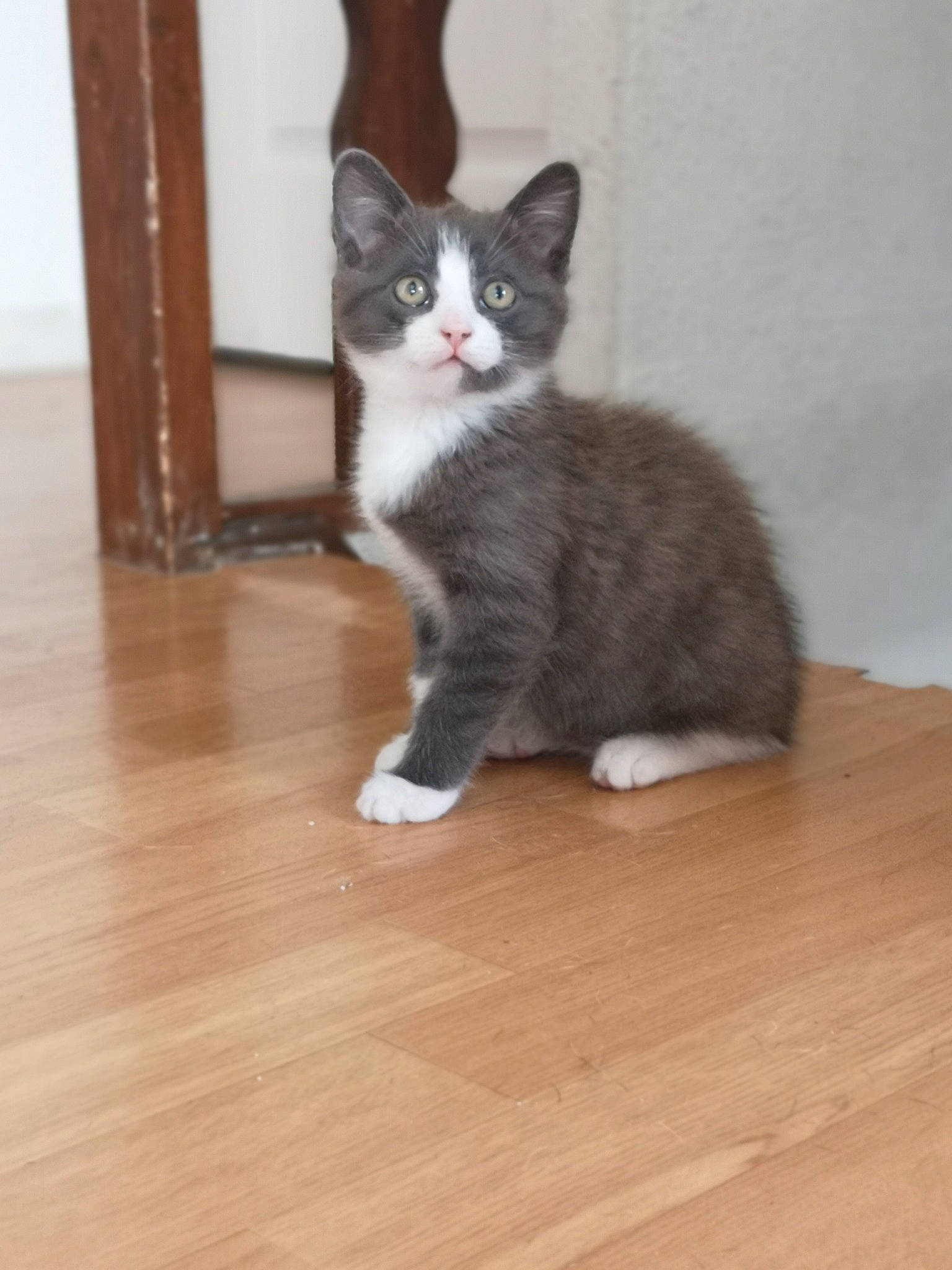 Pablo participe au concours pour gagner de l'argent avec cette photo : aegean_cat, american_wirehair, carnivore, cat, domestic_short_haired_cat, european_shorthair, fawn, felidae, floor, flooring, hardwood, kitten, mammal, norwegian_forest_cat, polydactyl_cat, small_to_medium_sized_cats, tail, vertebrate, whiskers, wood