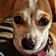 Trixie May joined the competition — help win amazing prizes! dog, puppy, small_dog, portrait, close_up, brown_and_white, floppy_ears, large_eyes, black_nose, pink_collar, indoor, home, blanket, cozy, warm_lighting, pet, canine, looking_at_camera, headshot, cute