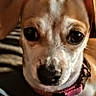 dog, puppy, small_dog, portrait, close_up, brown_and_white, floppy_ears, large_eyes, black_nose, pink_collar, indoor, home, blanket, cozy, warm_lighting, pet, canine, looking_at_camera, headshot, cute