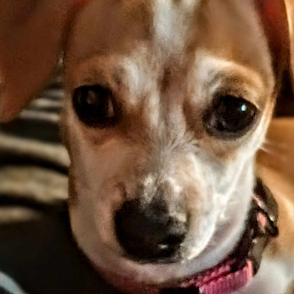 Trixie May joined the competition — help win amazing prizes! dog, puppy, small_dog, portrait, close_up, brown_and_white, floppy_ears, large_eyes, black_nose, pink_collar, indoor, home, blanket, cozy, warm_lighting, pet, canine, looking_at_camera, headshot, cute