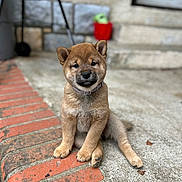 Aria participe au concours pour gagner de l'argent avec cette photo : puppy, dog, brown_fur, sitting, outdoor, brick, concrete, pet, cute, young, collar, animal, front_paws, ears, face, fur, small, adorable, background_blur, daylight
