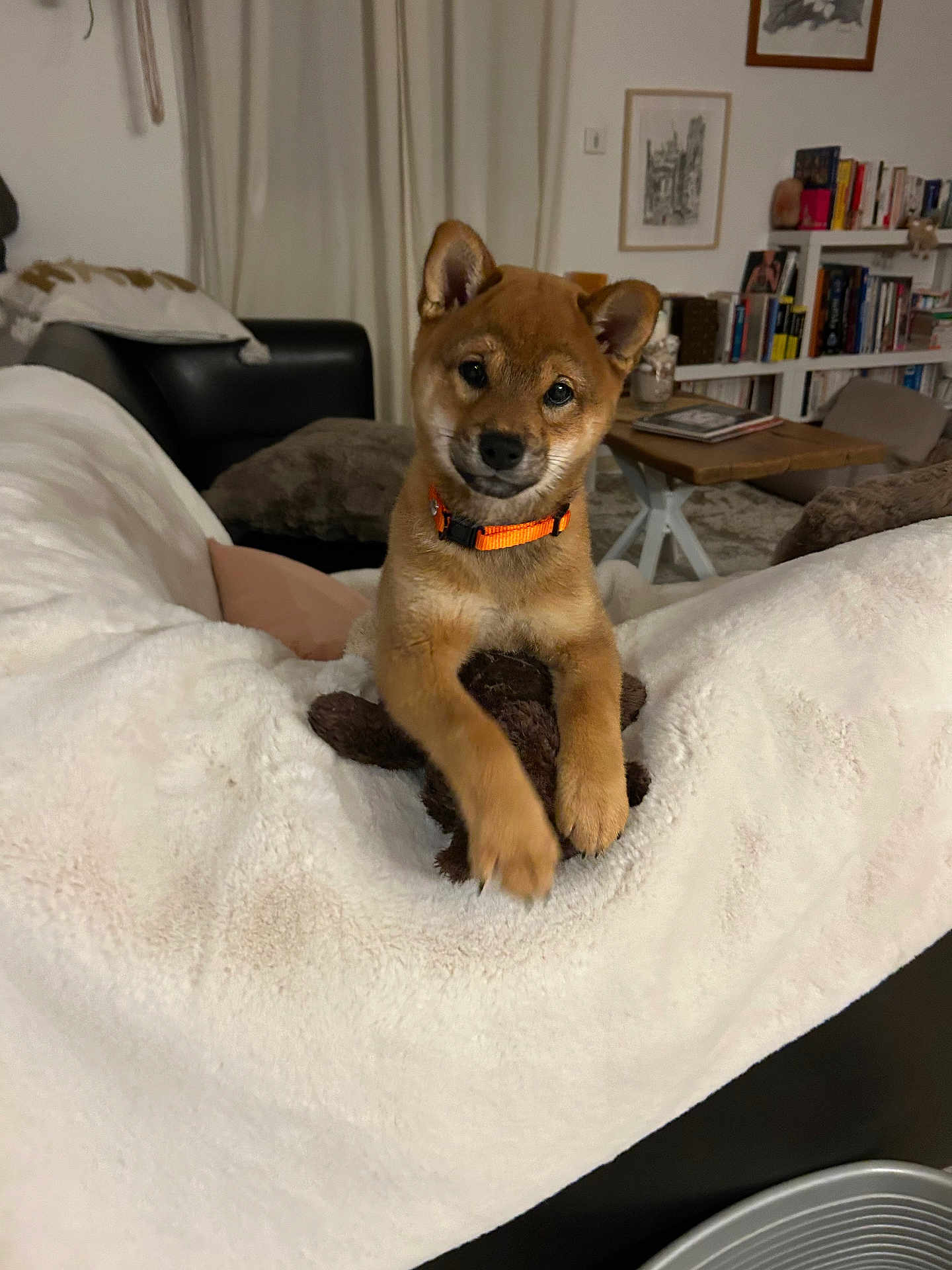 Aria participe au concours pour gagner de l'argent avec cette photo : shiba_inu, puppy, dog, orange_collar, blanket, plush_toy, living_room, bookshelf, pillow, couch, table, carpet, indoor, pet, cute, fur, ears, face, animal, cozy