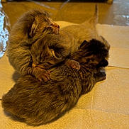 New Babies joined the competition — help win amazing prizes! newborn_kittens, kitten, sleeping, fur, animal, pet, cute, small, snuggling, paws, cozy, soft, indoor, paper_towel, brown, tabby, close_up, resting, feline, young
