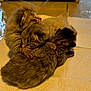 newborn_kittens, kitten, sleeping, fur, animal, pet, cute, small, snuggling, paws, cozy, soft, indoor, paper_towel, brown, tabby, close_up, resting, feline, young
