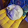 blue_pillow, cat, chair, comfortable, cozy, curled_up, domestic_animal, feline, fur, home, indoor, patterned_pillow, pet, quiet, relaxed, resting, sleeping, soft, wooden_floor, yellow_cushion