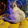 Bianca a rejoint le concours — aidez-le/la à gagner de superbes lots ! cat, blue_eyes, yellow_cushion, patterned_pillow, indoor, feline, resting, fur, pet, domestic_animal, close_up, soft_lighting, comfortable, relaxed, whiskers, tail, seated, home_interior, colorful, quiet