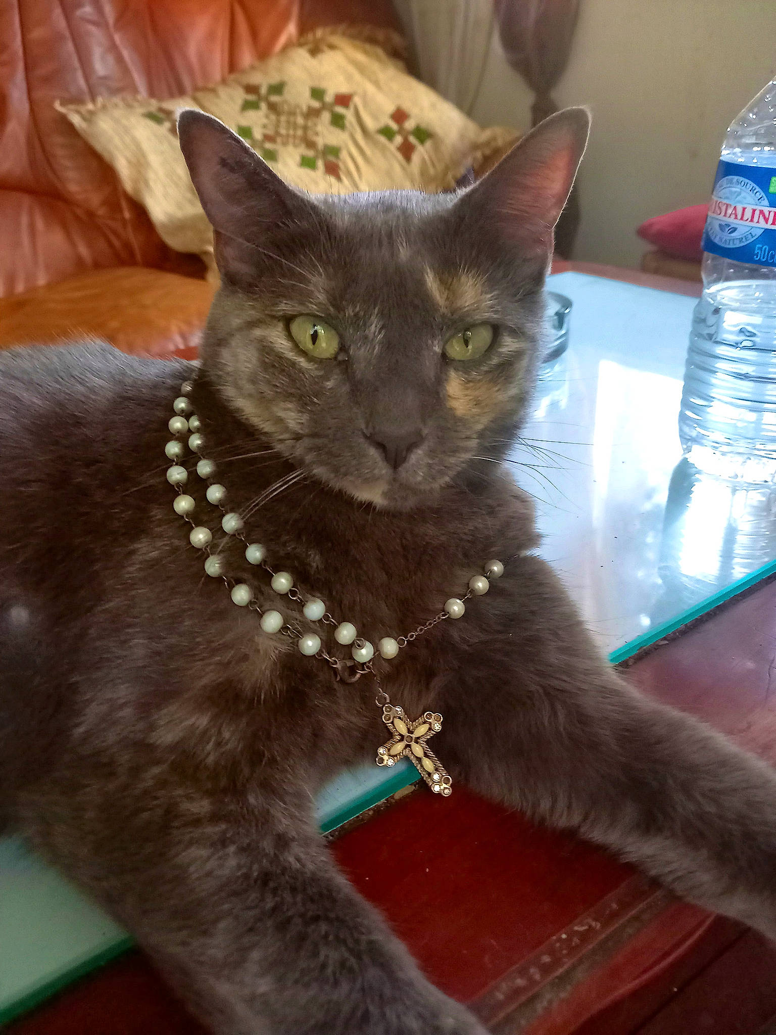 Grisette participe au concours pour gagner de l'argent avec cette photo : bombay, bottle, bottled_water, carnivore, cat, collar, distilled_water, domestic_short_haired_cat, drinking_water, fashion_accessory, felidae, fur, mineral_water, plastic_bottle, small_to_medium_sized_cats, snout, tail, water, water_bottle, whiskers