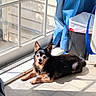 dog, small_dog, black_and_tan, puppy, lying_down, sunbathing, indoors, window, sunlight, blue_curtain, tile_floor, home, pet, animal, pointed_ears, fluffy_coat, happy, relaxed, portrait, daylight