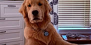 George joined the competition — help win amazing prizes! animal, bed, blinds, brown, cozy, curtains, dog, drawer, fur, furniture, golden_retriever, home, indoor, looking, paw, pet, puppy, resting, television, window