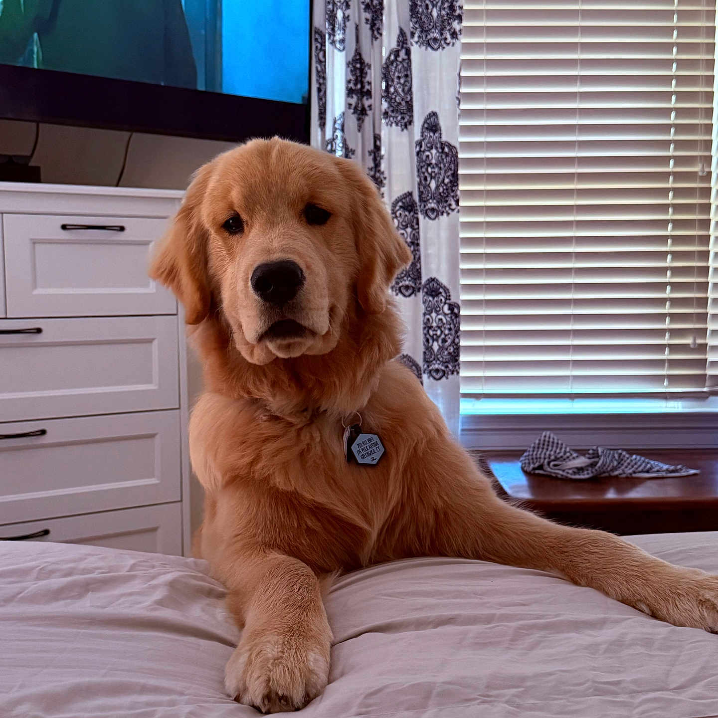 George joined the competition — help win amazing prizes! animal, bed, blinds, brown, cozy, curtains, dog, drawer, fur, furniture, golden_retriever, home, indoor, looking, paw, pet, puppy, resting, television, window
