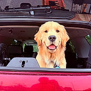 George is registered to the contest to win money with this photo: animal, bicycle_wheel, car_interior, daylight, dog, fur, golden_retriever, happy, leisure, nature, open_hatch, outdoor, pet, seatbelt, smiling, tongue_out, transport, travel, vehicle, window