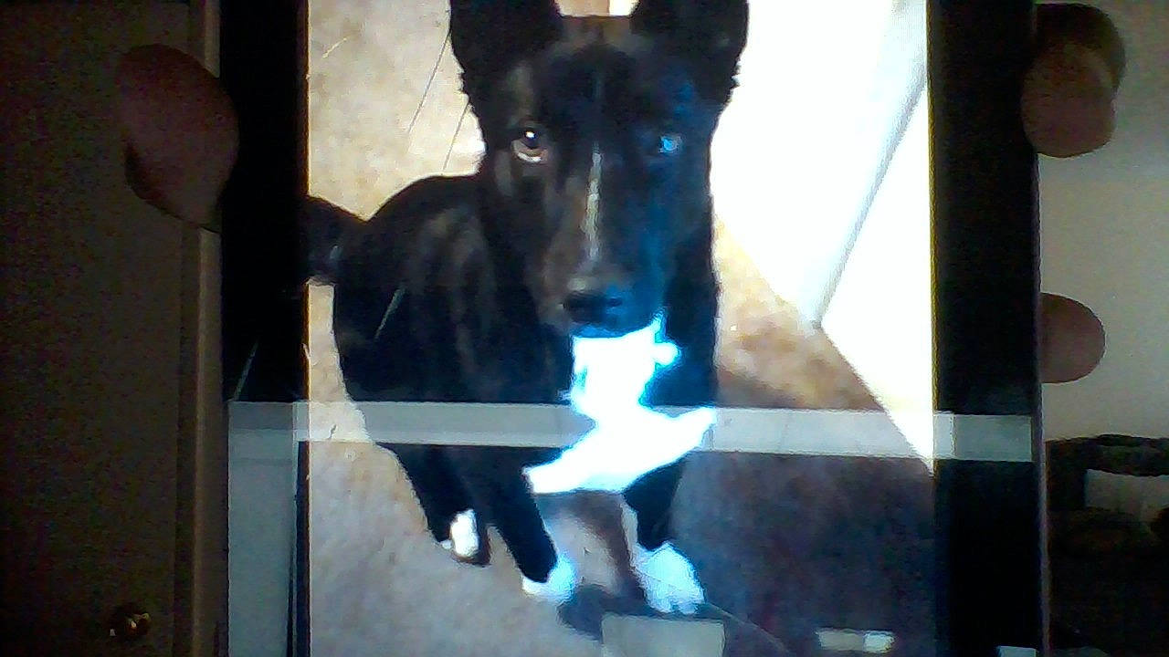 Rari joined the competition — help win amazing prizes! basenji, canidae, carnivore, dog, dog_breed, formosan_mountain_dog, mammal, vertebrate