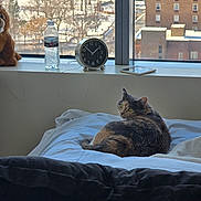 Nellie joined the competition — help win amazing prizes! cat, calico_cat, bed, blanket, window, clock, water_bottle, plush_toy, lion_toy, cityscape, snow, building, urban, indoor, furniture, pet, animal, resting, curious, daylight