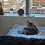 cat, calico_cat, bed, blanket, window, clock, water_bottle, plush_toy, lion_toy, cityscape, snow, building, urban, indoor, furniture, pet, animal, resting, curious, daylight