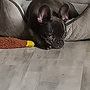 Dallas is registered to the contest to win money with this photo: dog, french_bulldog, pet, couch, gray, plush_toy, indoor, floor, resting, animal, fur, ears, face, canine, home, relaxed, furniture, living_room, cute, companion