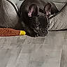 dog, french_bulldog, pet, couch, gray, plush_toy, indoor, floor, resting, animal, fur, ears, face, canine, home, relaxed, furniture, living_room, cute, companion