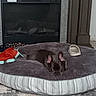 Dallas joined the competition — help win amazing prizes! dog, dog_bed, fireplace, toy, shoe, indoor, carpet, blanket, furniture, relaxing, pet, cozy, house, home, floor, resting, canine, domestic, living_room, cute