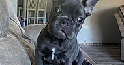 Dallas joined the competition — help win amazing prizes! french_bulldog, puppy, dog, couch, living_room, remote_control, ear, pet, floor, table, chair, window, ceiling_fan, white_cabinet, curious, indoor, home, tilted_head, brown_floor, furniture