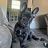 french_bulldog, puppy, dog, couch, living_room, remote_control, ear, pet, floor, table, chair, window, ceiling_fan, white_cabinet, curious, indoor, home, tilted_head, brown_floor, furniture