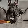 Dallas is registered to the contest to win money with this photo: dog, french_bulldog, pet, animal, dog_bed, toy, indoor, floor, brown, black, ears, cute, resting, canine, paw, bed, domestic_animal, companion, relaxing, portrait
