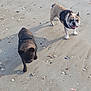 dog, dogs, french_bulldog, beach, sand, seashells, dog_harness, two_dogs, walking, shadow, tongue_out, smiling, pet, coastal, outdoor, sunlight, paws, sand_footprints, playful, companionship