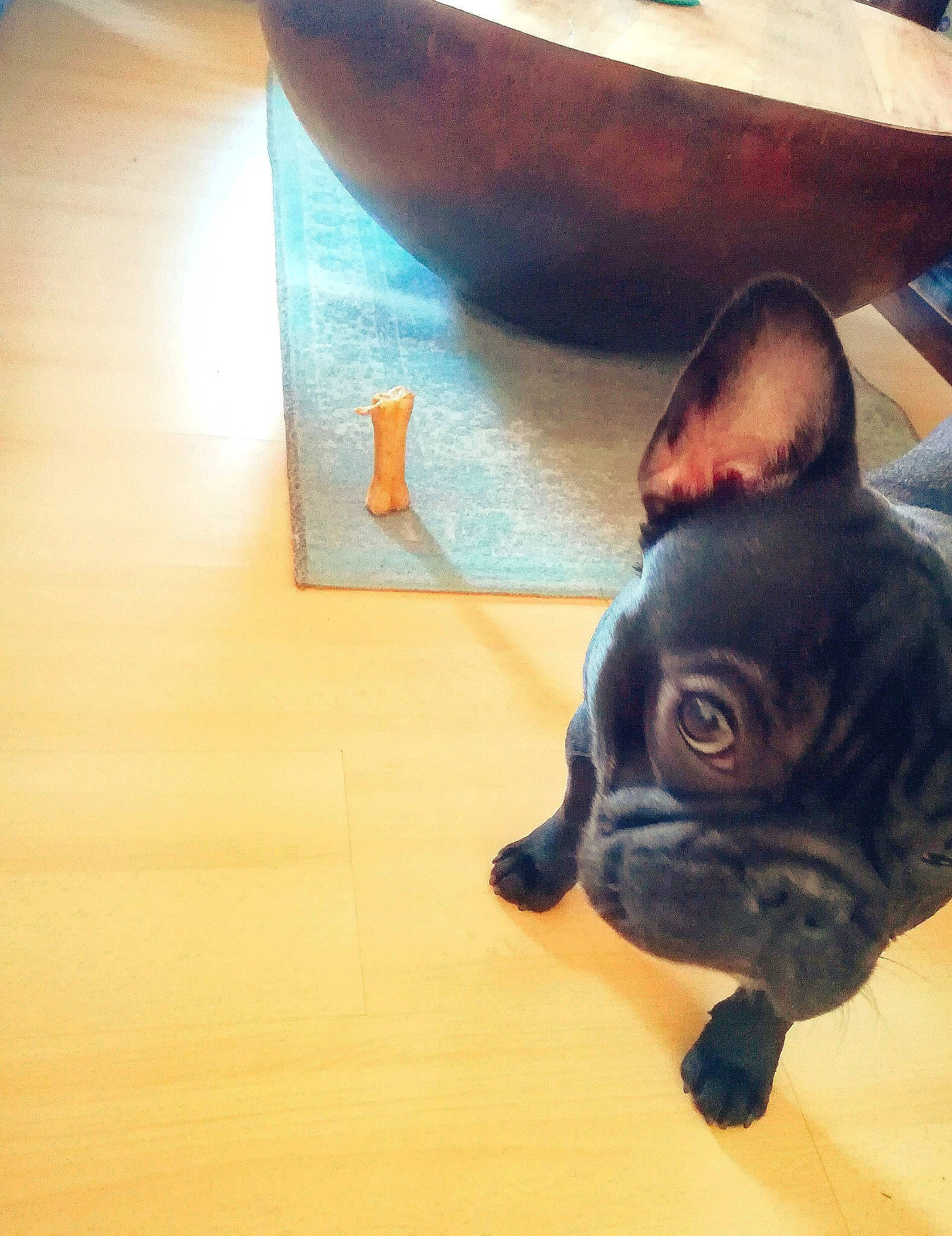 Rio participe au concours pour gagner de l'argent avec cette photo : boat, boston_terrier, carnivore, companion_dog, dog, dog_breed, electric_blue, fawn, felidae, floor, flooring, hardwood, small_to_medium_sized_cats, snout, tail, toy, toy_dog, whiskers, wood, working_animal