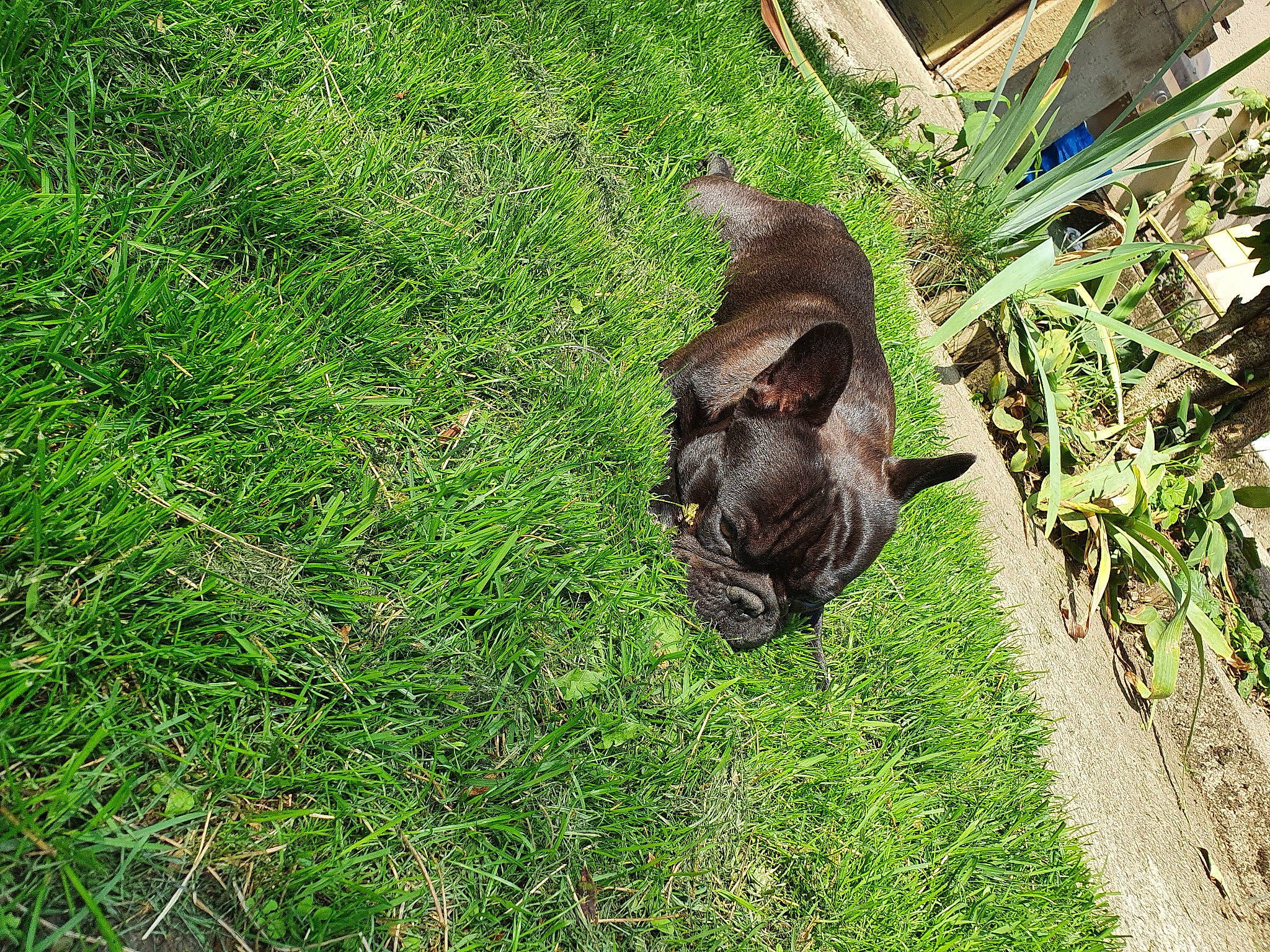 Rio participe au concours pour gagner de l'argent avec cette photo : canidae, carnivore, cat, dog_breed, fawn, felidae, fur, grass, grass_family, groundcover, lawn, plant, rodent, small_to_medium_sized_cats, snout, sporting_group, squirrel, tail, terrestrial_animal, whiskers