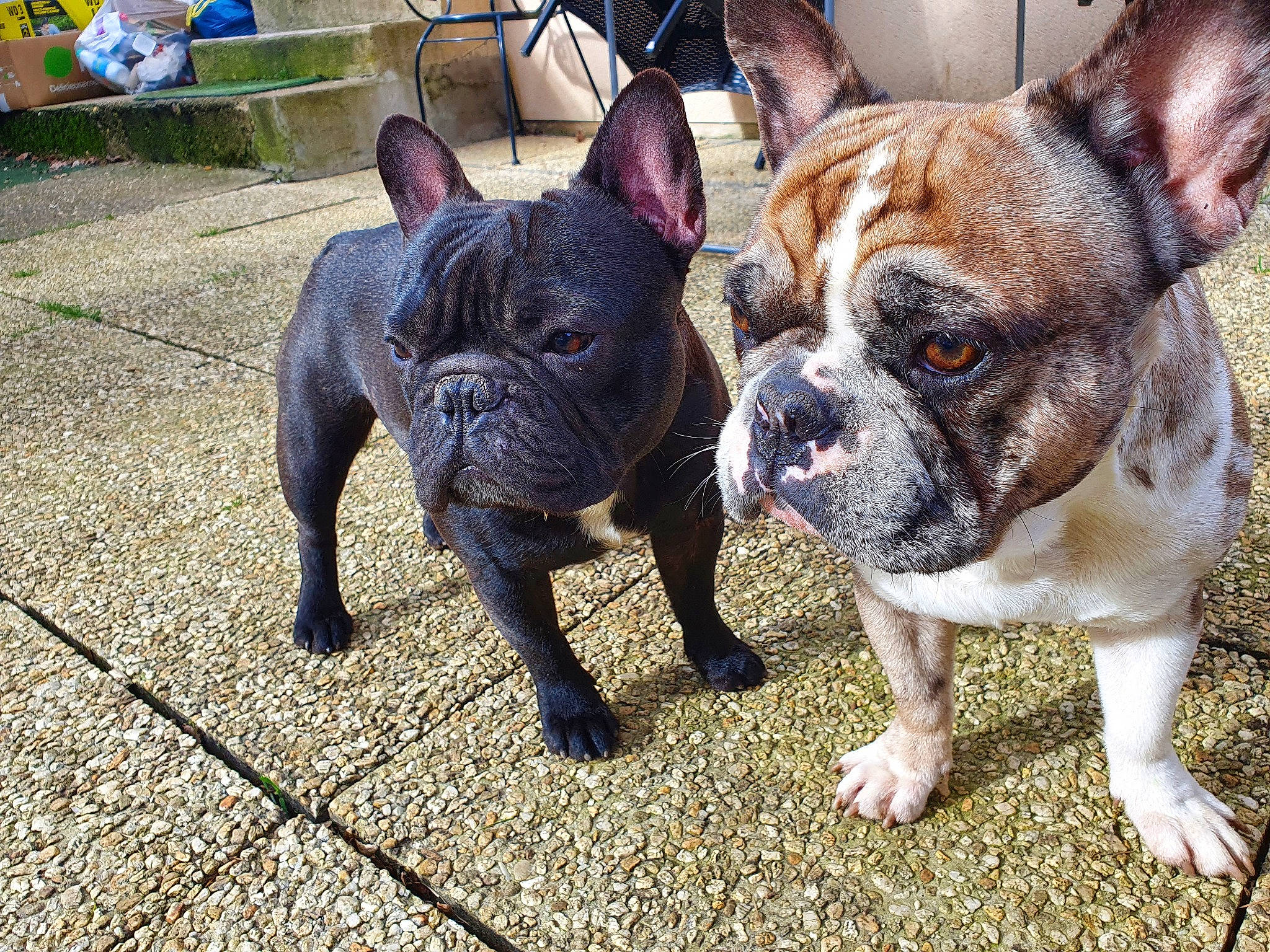 Rio a rejoint le concours — aidez-le/la à gagner de superbes lots ! bulldog, canidae, carnivore, companion_dog, dog, dog_breed, event, fawn, flowerpot, fur, grass, non_sporting_group, snout, sporting_group, terrestrial_animal, toy_dog, whiskers, working_animal, wrinkle