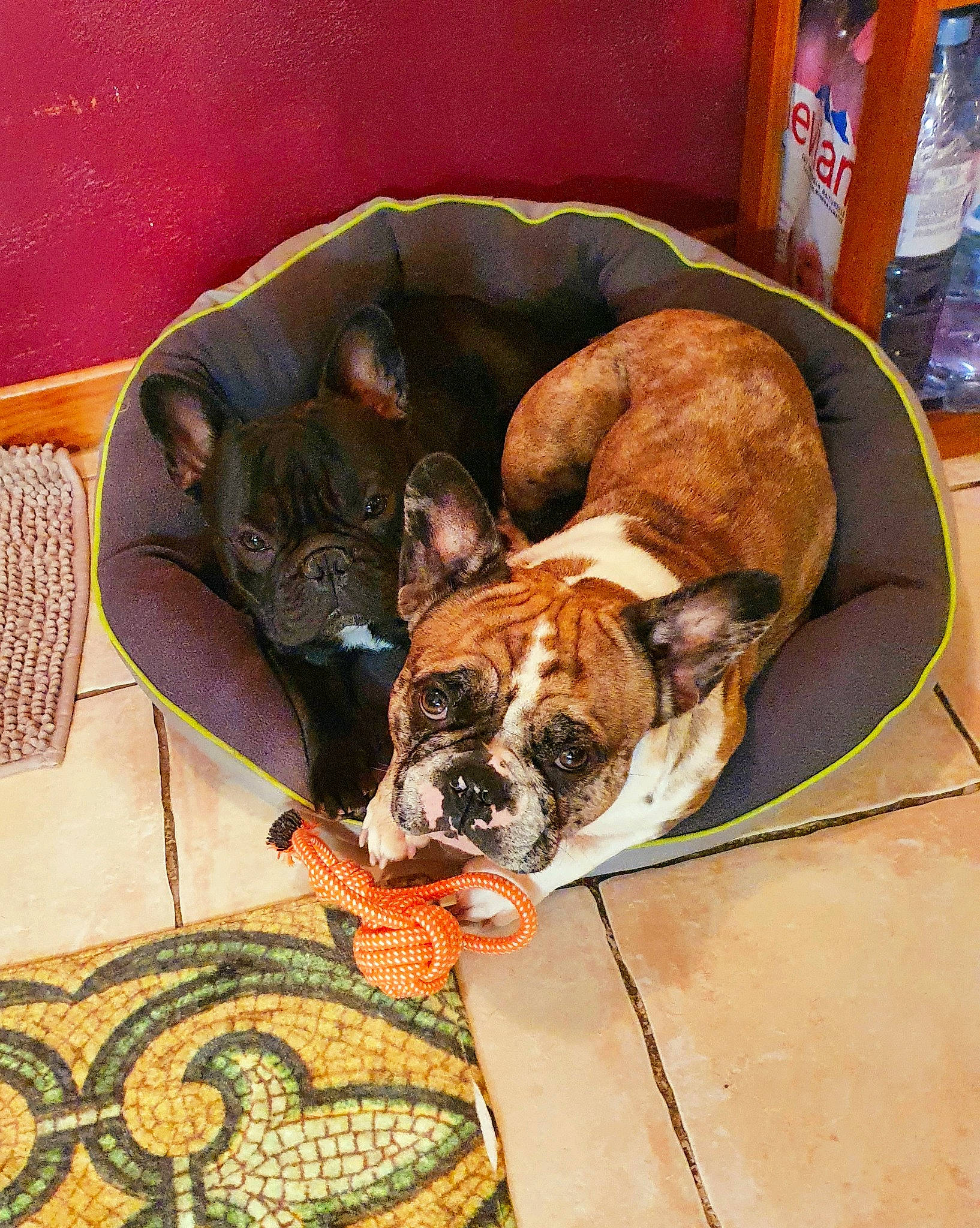 Rio participe au concours pour gagner de l'argent avec cette photo : bulldog, canidae, carnivore, collar, comfort, companion_dog, dog, dog_breed, fawn, flooring, french_bulldog, liver, snout, sporting_group, terrestrial_animal, toy_dog, whiskers, window, working_animal, wrinkle