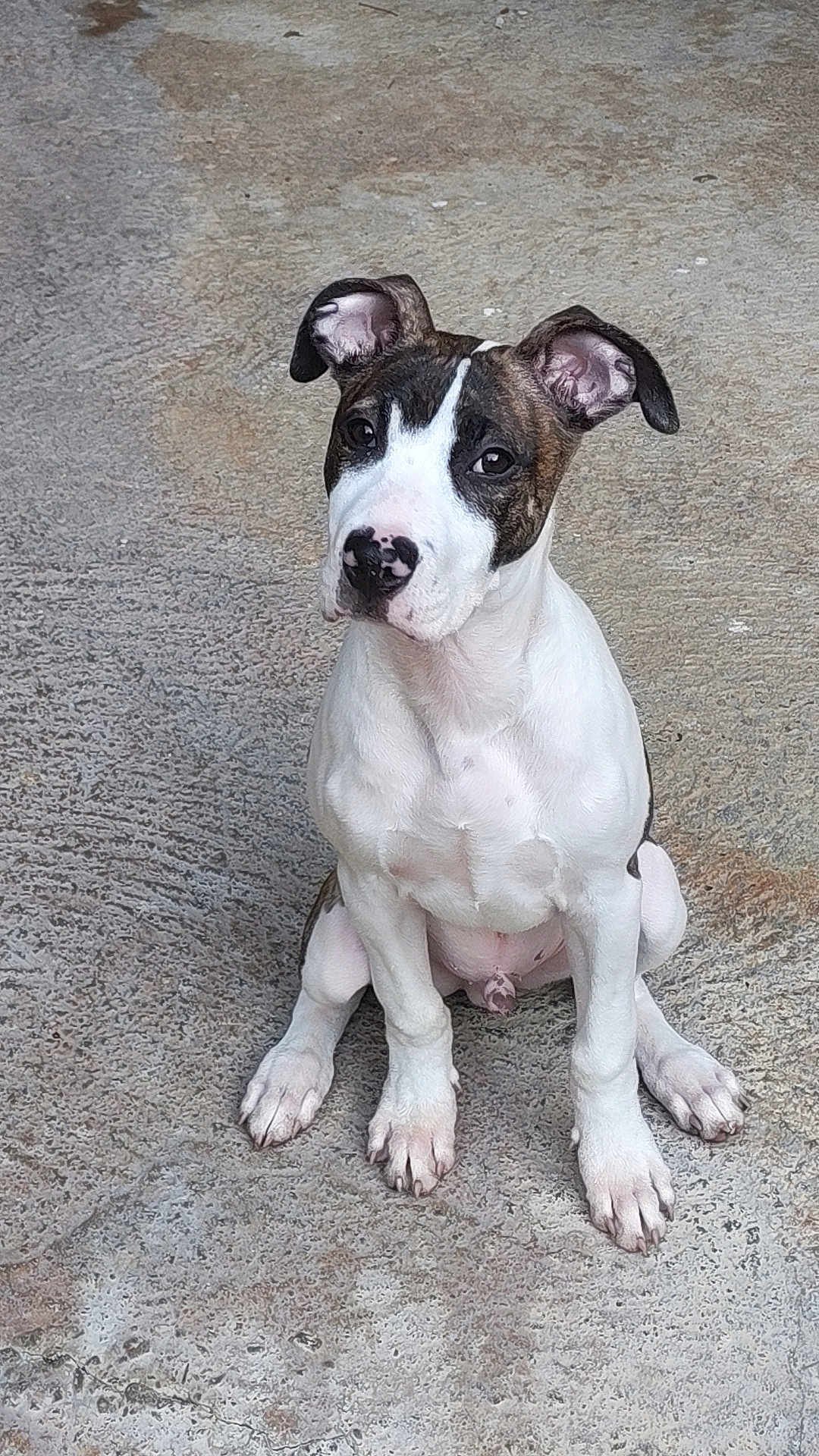 Saïko participe au concours pour gagner de l'argent avec cette photo : dog, puppy, sitting, concrete, white_coat, brown_coat, ears, curious, pet, animal, paw, young_dog, outdoor, canine, looking_up, attention, fur, snout, nose, cute