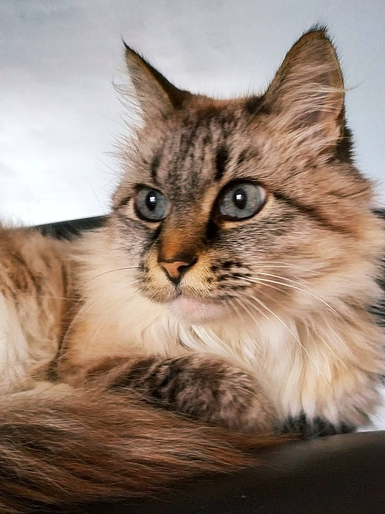 Bybi a rejoint le concours — aidez-le/la à gagner de superbes lots ! aegean_cat, asian, asian_semi_longhair, british_semi_longhair, carnivore, cat, domestic_long_haired_cat, european_shorthair, felidae, kitten, maine_coon, mammal, norwegian_forest_cat, ragamuffin, siberian, small_to_medium_sized_cats, somali, tabby_cat, vertebrate, whiskers