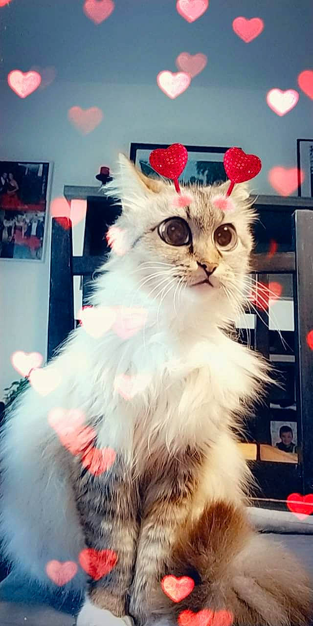 Bybi a rejoint le concours — aidez-le/la à gagner de superbes lots ! american_curl, asian_semi_longhair, carnivore, cat, domestic_long_haired_cat, ear, felidae, fur, kitten, mammal, napoleon_cat, norwegian_forest_cat, persian, photo_caption, ragamuffin, ragdoll, small_to_medium_sized_cats, whiskers