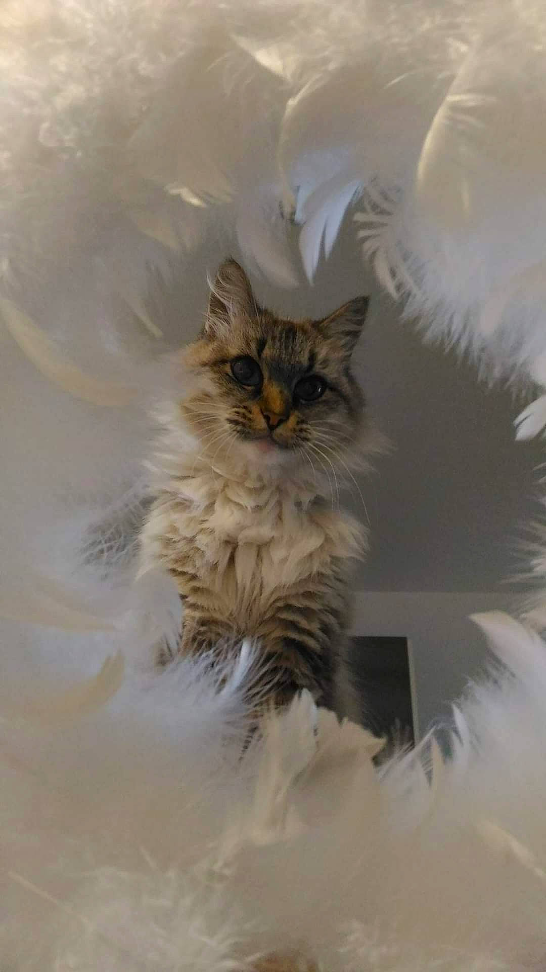 Bybi participe au concours pour gagner de l'argent avec cette photo : asian_semi_longhair, british_longhair, british_semi_longhair, carnivore, cat, domestic_long_haired_cat, eye, fawn, felidae, fur, kitten, maine_coon, norwegian_forest_cat, ragamuffin, ragdoll, siberian, small_to_medium_sized_cats, whiskers