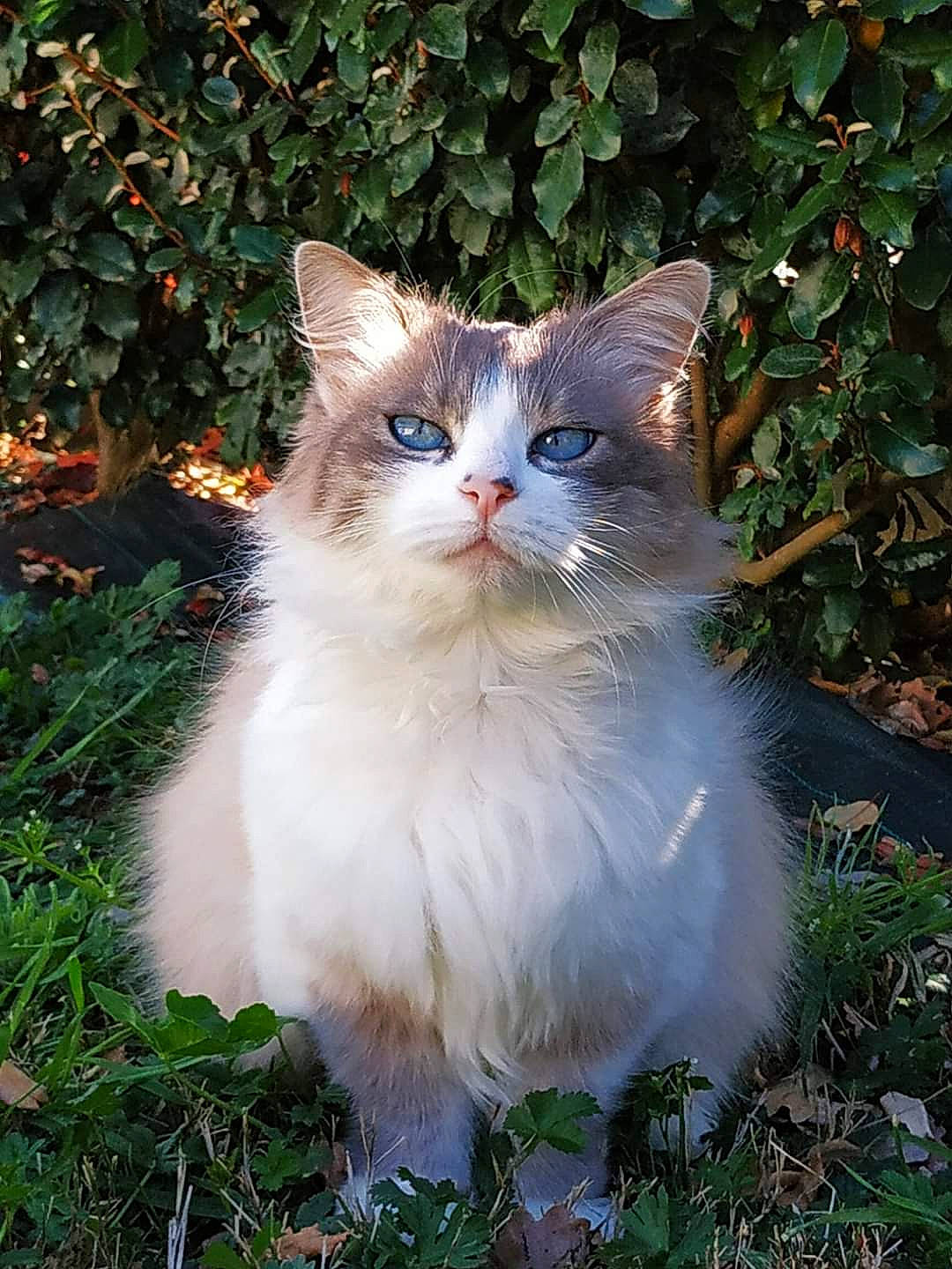 Niny participe au concours pour gagner de l'argent avec cette photo : asian_semi_longhair, british_semi_longhair, carnivore, cat, domestic_long_haired_cat, eye, felidae, fur, grass, iris, mammal, norwegian_forest_cat, ragamuffin, ragdoll, siberian, small_to_medium_sized_cats, tree, turkish_angora, vertebrate, whiskers