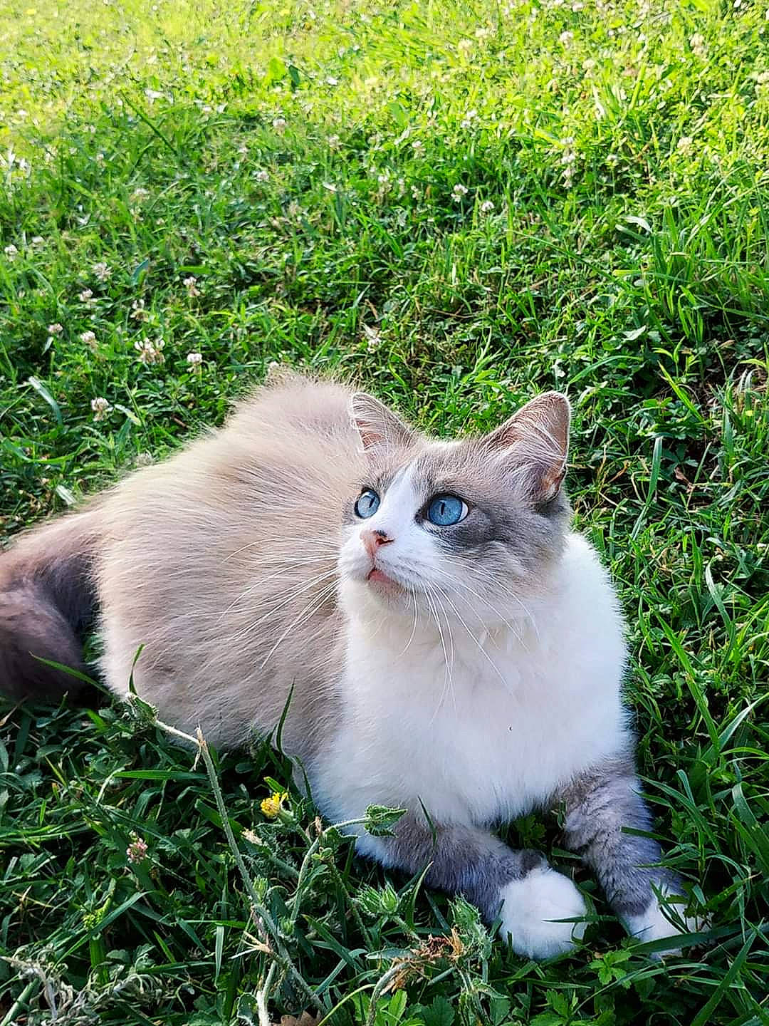 Niny a rejoint le concours — aidez-le/la à gagner de superbes lots ! aegean_cat, british_semi_longhair, british_shorthair, carnivore, cat, domestic_short_haired_cat, eye, felidae, fur, grass, grass_family, kitten, lawn, mammal, ojos_azules, plant, ragdoll, skin, small_to_medium_sized_cats, whiskers