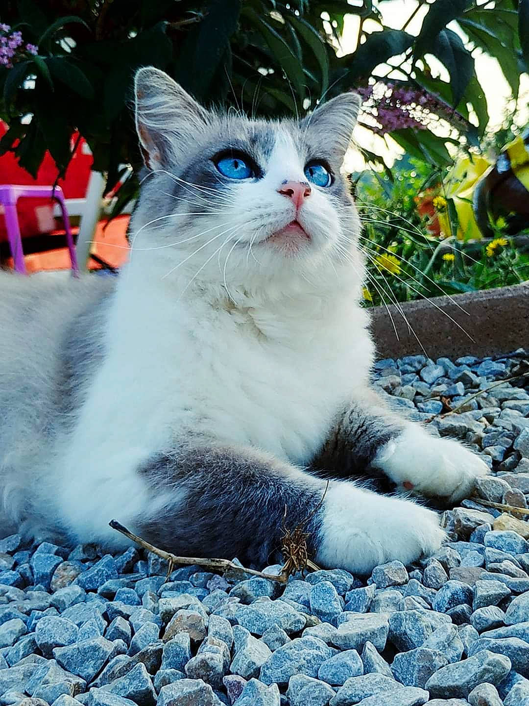 Niny participe au concours pour gagner de l'argent avec cette photo : aegean_cat, american_wirehair, asian, carnivore, cat, domestic_short_haired_cat, european_shorthair, eye, felidae, fur, kitten, mammal, ojos_azules, plant, polydactyl_cat, ragdoll, small_to_medium_sized_cats, turkish_angora, turkish_van, whiskers
