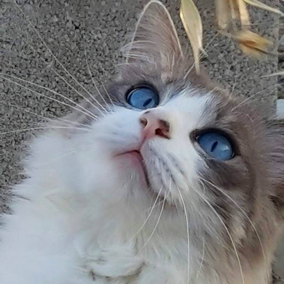 Niny participe au concours pour gagner de l'argent avec cette photo : aegean_cat, asian_semi_longhair, british_longhair, british_semi_longhair, carnivore, cat, close_up, domestic_long_haired_cat, eye, felidae, fur, mammal, nose, organ, ragamuffin, ragdoll, siberian, small_to_medium_sized_cats, snout, whiskers