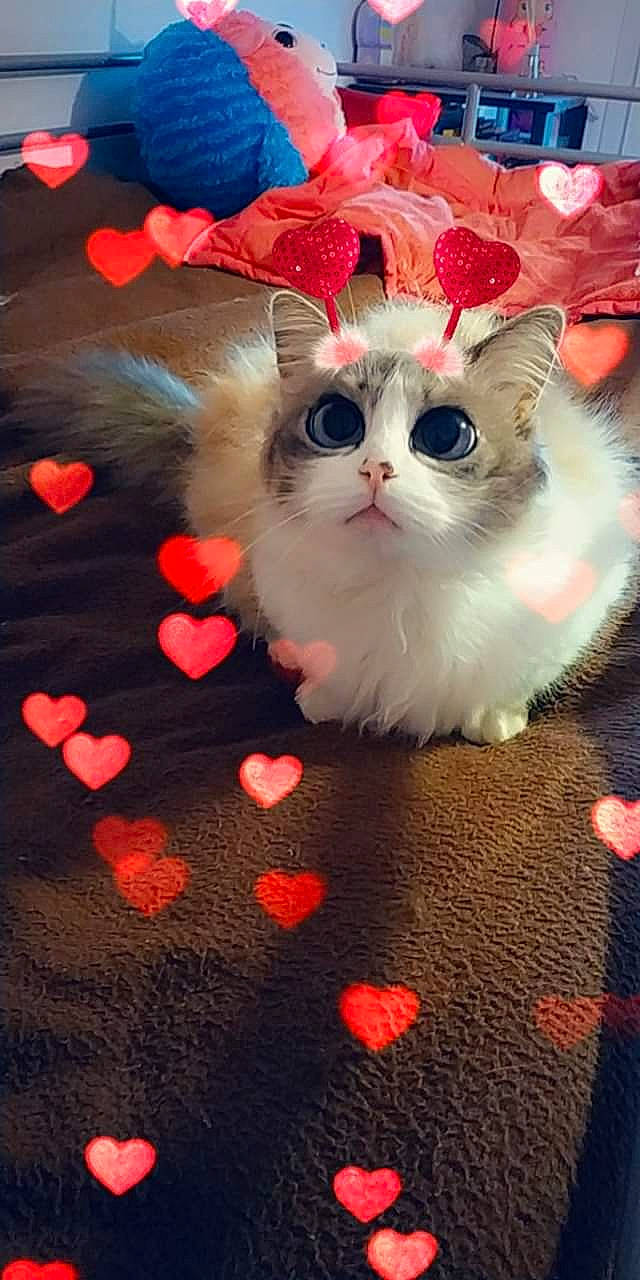 Niny a rejoint le concours — aidez-le/la à gagner de superbes lots ! carnivore, cat, domestic_long_haired_cat, felidae, fur, kitten, mammal, munchkin, napoleon_cat, paw, persian, small_to_medium_sized_cats, snout, whiskers