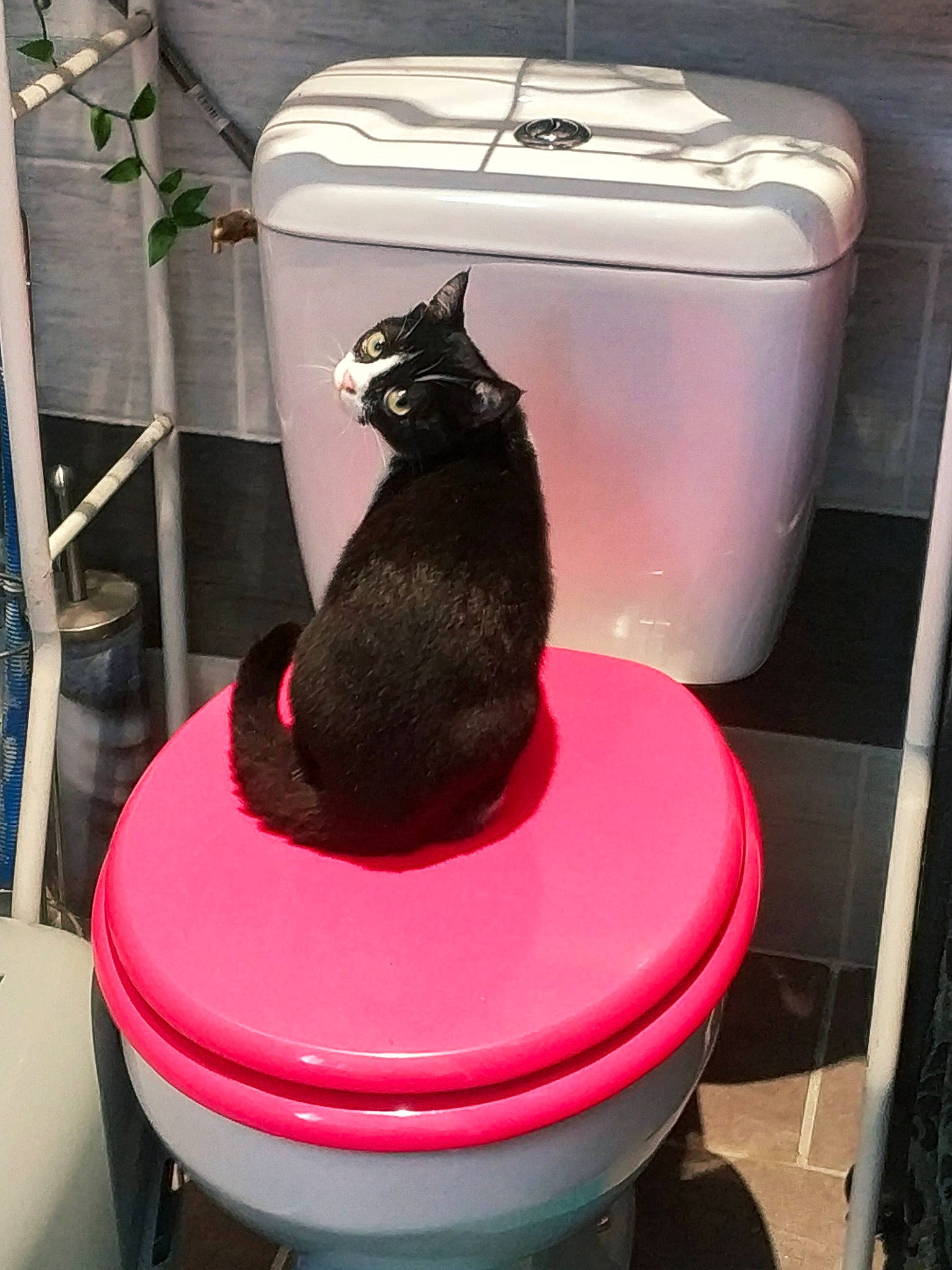 Gnocchis a rejoint le concours — aidez-le/la à gagner de superbes lots ! black_cat, carnivore, cat, domestic_short_haired_cat, felidae, pet_supply, russian_blue, small_to_medium_sized_cats, tail, toilet, whiskers