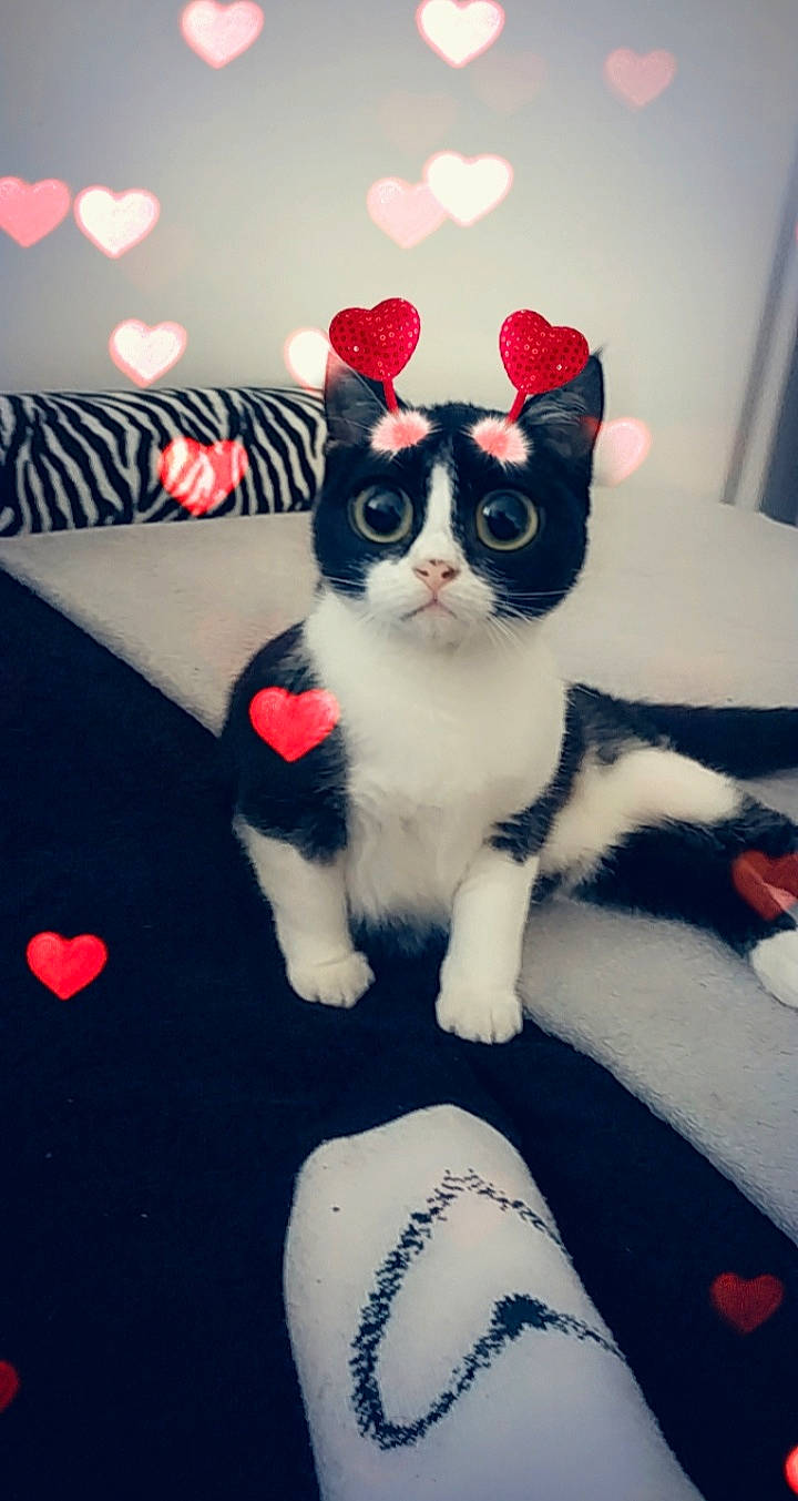 Gnocchis a rejoint le concours — aidez-le/la à gagner de superbes lots ! american_wirehair, carnivore, cat, domestic_short_haired_cat, ear, felidae, japanese_bobtail, kitten, paw, polydactyl_cat, small_to_medium_sized_cats, tail, whiskers