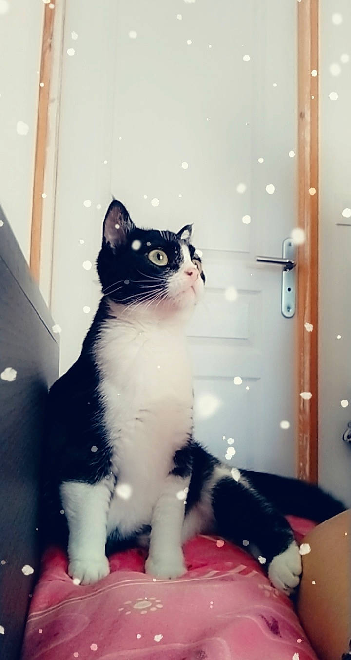 Gnocchis a rejoint le concours — aidez-le/la à gagner de superbes lots ! american_wirehair, black_and_white, black_cat, carnivore, cat, domestic_short_haired_cat, european_shorthair, eye, felidae, fur, japanese_bobtail, kitten, mammal, paw, polydactyl_cat, small_to_medium_sized_cats, snapshot, snout, tail, whiskers