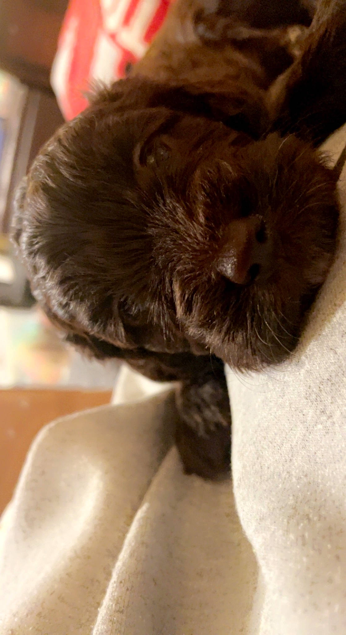 Koko is registered to the contest to win money with this photo: carnivore, claw, comfort, companion_dog, dog_breed, ear, felidae, fur, liver, paw, rabbits_and_hares, small_to_medium_sized_cats, snout, sporting_group, tail, terrestrial_animal, textile, whiskers, working_animal, wrinkle