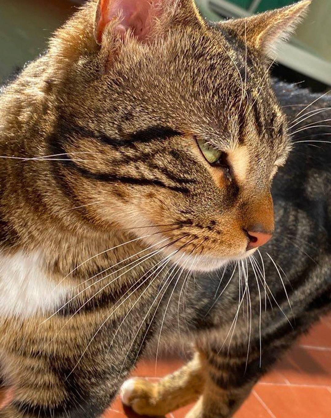 Lucette a rejoint le concours — aidez-le/la à gagner de superbes lots ! carnivore, cat, claw, close_up, domestic_short_haired_cat, felidae, fur, grass, paw, small_to_medium_sized_cats, snout, tail, terrestrial_animal, whiskers, wildlife